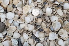 Washed  Sea Shell